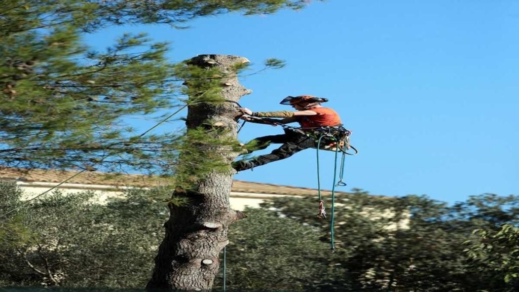 tree trimming cost calculator 1 work 1861734 1280